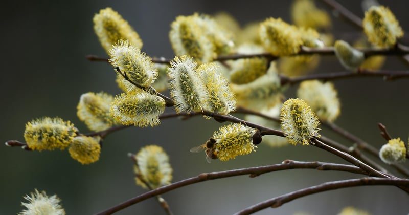 Les capteurs connectés utiles pour le jardin et les plantes : le guide